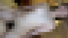 4410761 【無】あの色白で黒髪美人で清楚な彼女と再会しプライベートSEXハメ撮り。ニーハイのミニスカートの奥は欲求不満で濡れ濡れのドスケベおまん〇こ。出会って即おしゃぶりからの中出し二連発　サンプル画像03