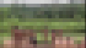 知られざる裸族の日常ドキュメンタリー３　サンプル画像03