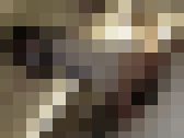 文化系の部活にいる大人しいあの子の魅力的なマンコの奥深くに中出し サンプル画像14