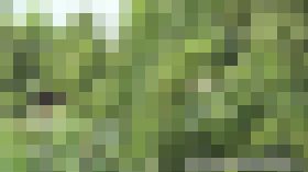 集いし野外放尿マニアな田舎のJK達　サンプル画像01