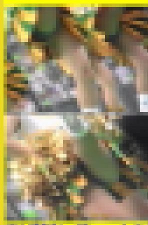5723／「蒐集撮り・チアーでいこう（74）」 サンプル画像