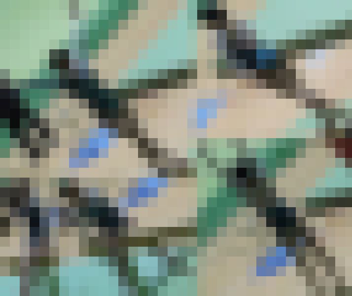 体操JK　体操競技選手権大会 女子平均台【動画】スポーツ編 3603～3605セット販売 サンプル画像